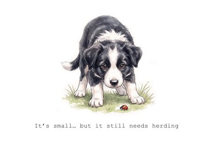 Collie Wobbles Calendar Limited Release