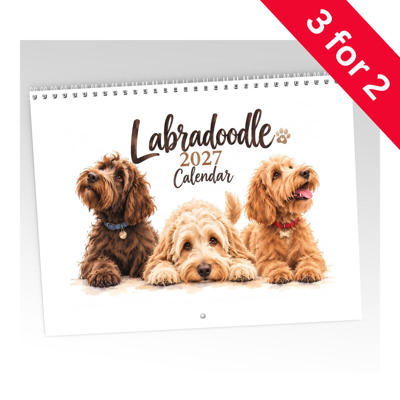 Labradoodle Calendar 2027 Limited Release – Helen Clark